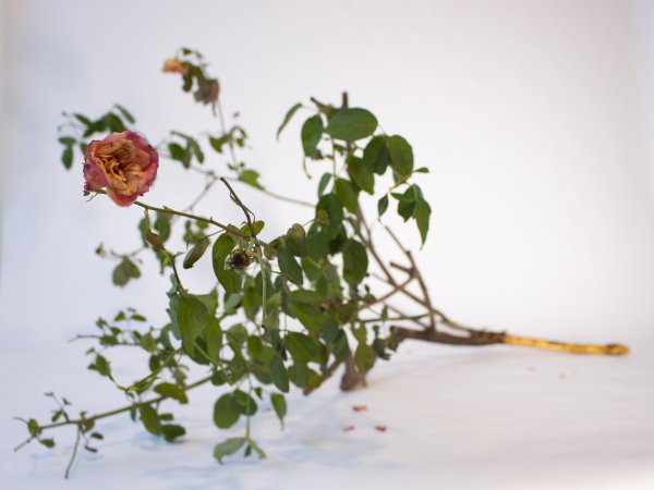 Devenir art - The Hohle fels flute 